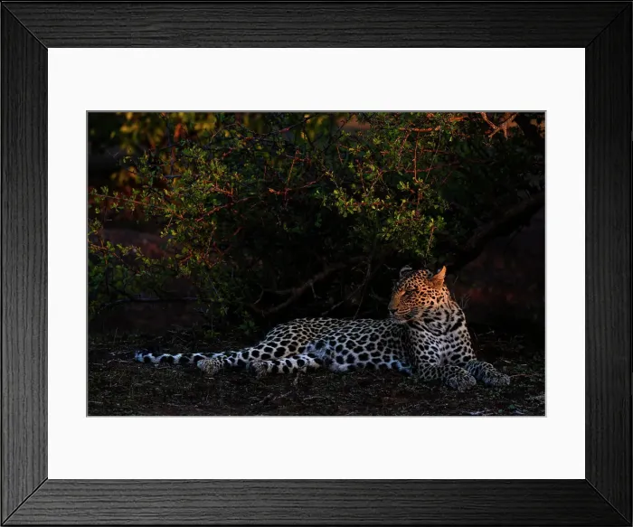 Framed Print : Leopard (Panthera pardus), Mashatu Game Reserve, Botswana, Africa Framed Print : Leopard (Panthera pardus), Mashatu Game Reserve, Botswana, Africa