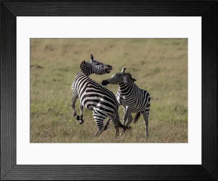 Framed Print : Plains zebra (Equus quagga boehmi) fighting, Masai Mara, Kenya, East Africa, Africa Framed Print : Plains zebra (Equus quagga boehmi) fighting, Masai Mara, Kenya, East Africa, Africa