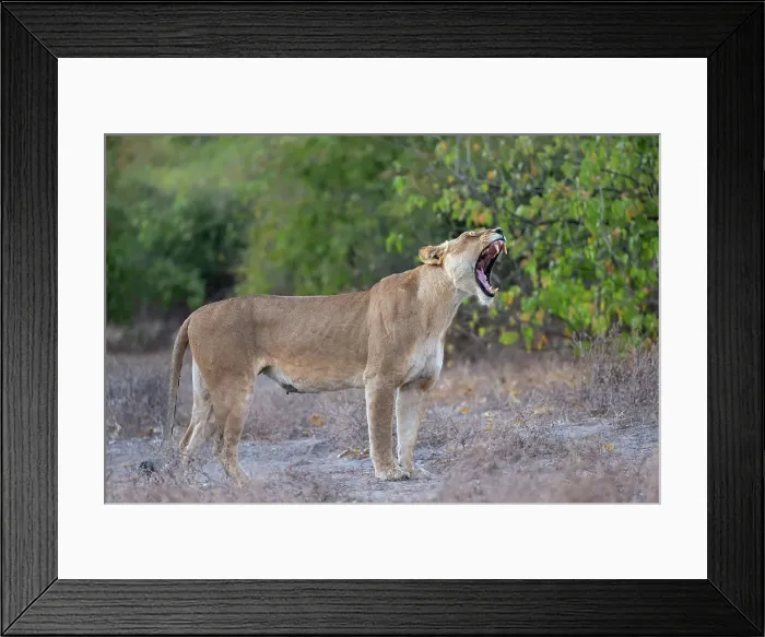 Framed Print : Lioness (Panthera leo), Chobe National Park, Botswana, Africa Framed Print : Lioness (Panthera leo), Chobe National Park, Botswana, Africa