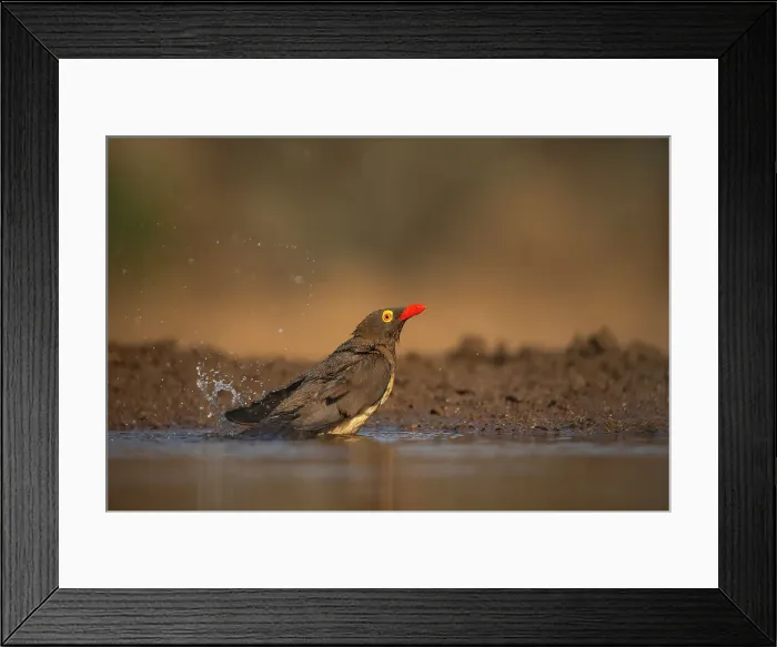 Framed Print : Red-billed oxpecker (Buphagus erythrorynchus) bathing, Zimanga Game Reserve, KwaZulu-Natal, South Africa, Africa Framed Print : Red-billed oxpecker (Buphagus erythrorynchus) bathing, Zimanga Game Reserve, KwaZulu-Natal, South Africa, Africa