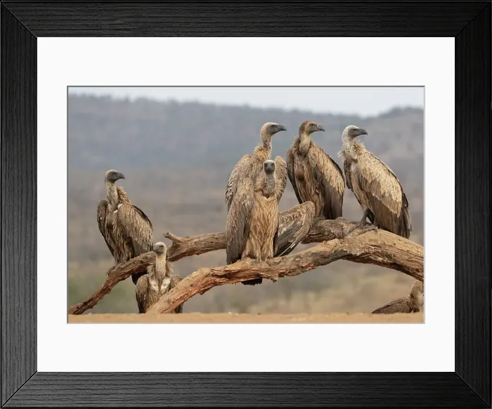 Framed Print : Whitebacked vultures (Gyps africanus), Zimanga Game Reserve, KwaZulu-Natal, South Africa, Africa Framed Print : Whitebacked vultures (Gyps africanus), Zimanga Game Reserve, KwaZulu-Natal, South Africa, Africa