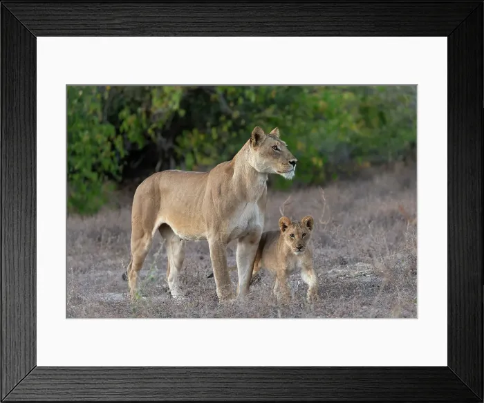 Framed Print : Lioness (Panthera leo) and cub, Chobe National Park, Botswana, Africa Framed Print : Lioness (Panthera leo) and cub, Chobe National Park, Botswana, Africa