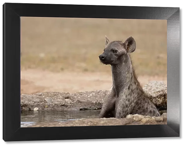 Spotted hyena, (Crocuta crocuta) cooling off, Kgalagadi Transfrontier Park, Northern Cape, South Africa, Africa