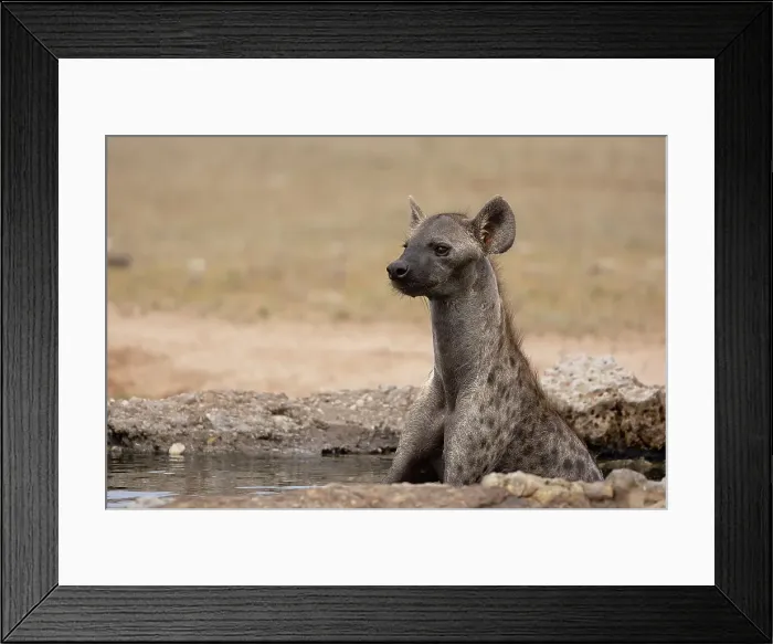Framed Print : Spotted hyena, (Crocuta crocuta) cooling off, Kgalagadi Transfrontier Park, Northern Cape, South Africa, Africa Framed Print : Spotted hyena, (Crocuta crocuta) cooling off, Kgalagadi Transfrontier Park, Northern Cape, South Africa, Africa
