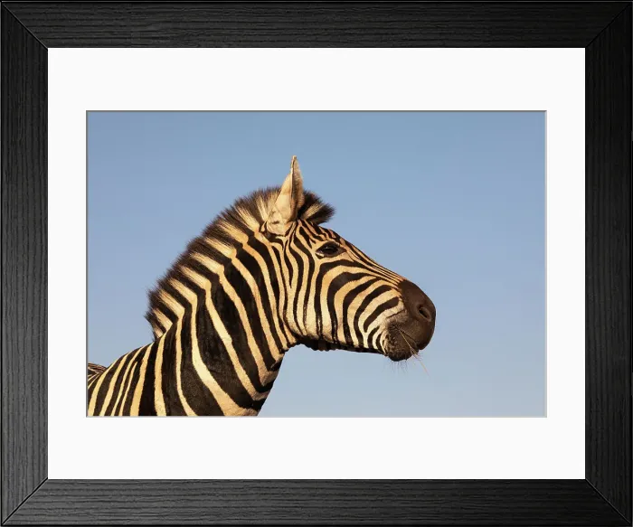 Framed Print : Plains zebra (Equus quagga burchellii), Zimanga Game Reserve, KwaZulu-Natal, South Africa, Africa Framed Print : Plains zebra (Equus quagga burchellii), Zimanga Game Reserve, KwaZulu-Natal, South Africa, Africa