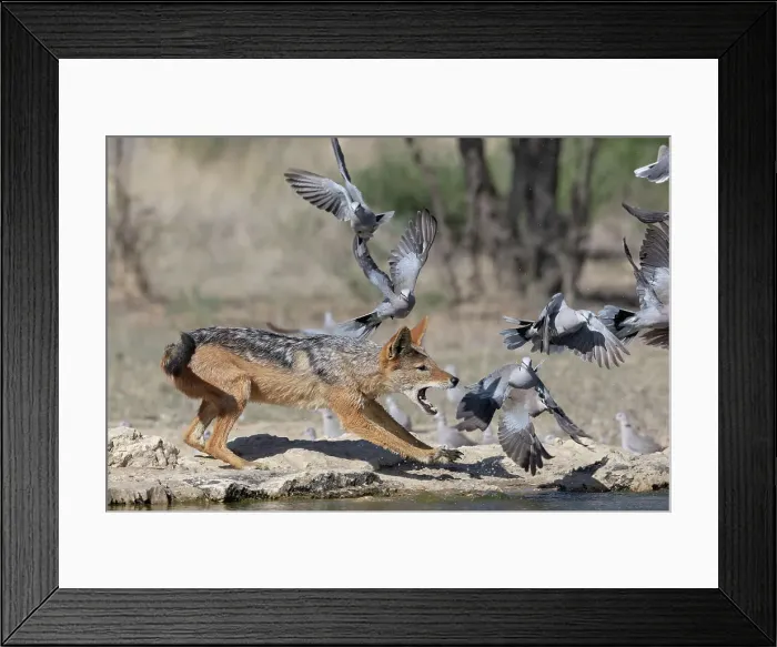 Framed Print : Black-backed jackal (Lupulella mesomelas) hunting Cape turtle doves (Streptopilia capicola), Kgalagadi Transfrontier Park, Northern Cape, South Africa, Africa Framed Print : Black-backed jackal (Lupulella mesomelas) hunting Cape turtle doves (Streptopilia capicola), Kgalagadi Transfrontier Park, Northern Cape, South Africa, Africa