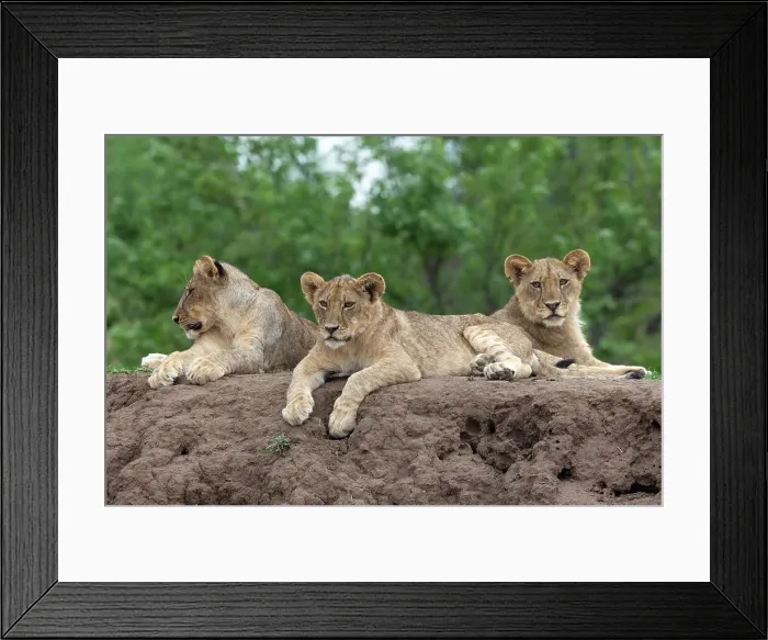 Framed Print : Lion (Panthera leo) cubs, Mashatu Game Reserve, Botswana, Africa Framed Print : Lion (Panthera leo) cubs, Mashatu Game Reserve, Botswana, Africa