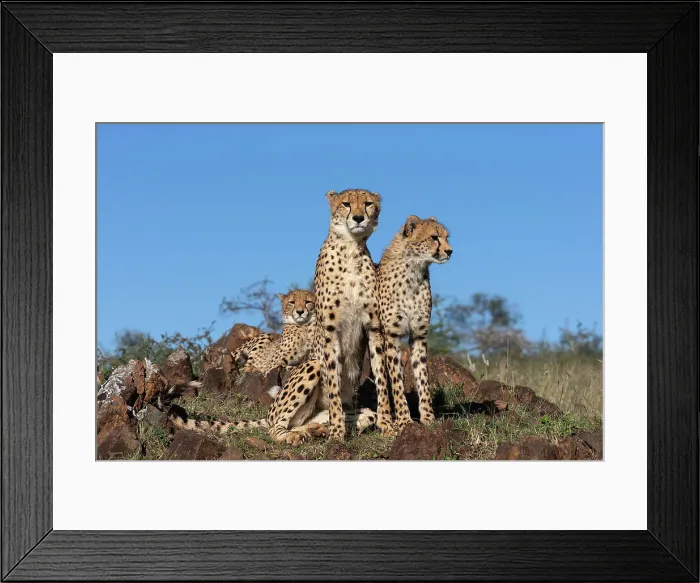 Framed Print : Cheetah (Acinonyx jubatus). Zimanga private game reserve, KwaZulu-Natal, South Africa, Africa Framed Print : Cheetah (Acinonyx jubatus). Zimanga private game reserve, KwaZulu-Natal, South Africa, Africa