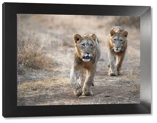 Lions (Panthera leo), Zimanga private game reserve, KwaZulu-Natal, South Africa, Africa