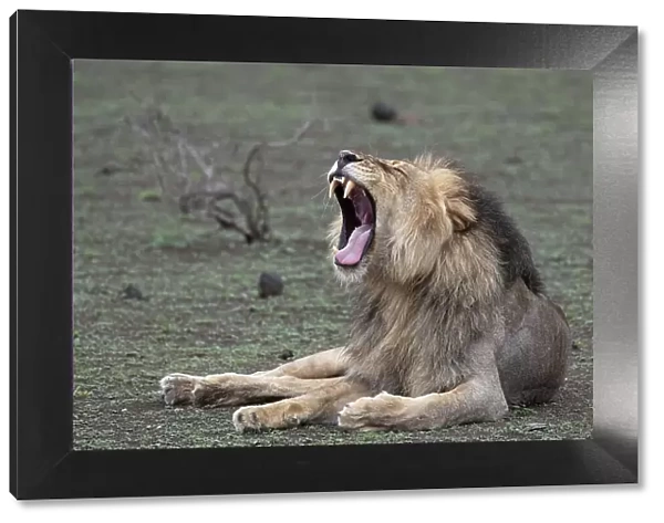Lion (Panthera leo) yawning, Mashatu Game Reserve, Botswana, Africa