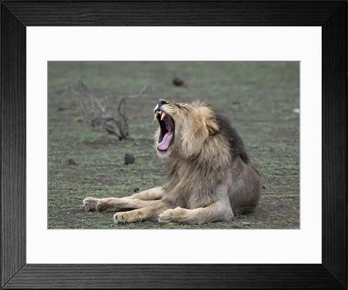 Framed Print : Lion (Panthera leo) yawning, Mashatu Game Reserve, Botswana, Africa Framed Print : Lion (Panthera leo) yawning, Mashatu Game Reserve, Botswana, Africa