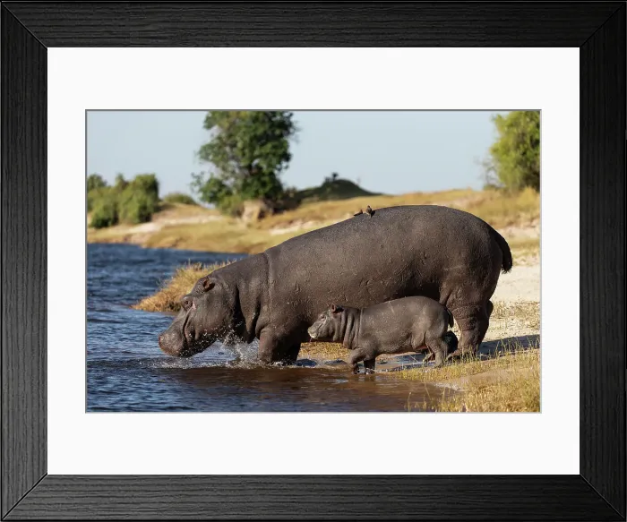 Framed Print : Hippo (Hippopotamus amphibius) with calf, Chobe National Park, Botswana, Africa Framed Print : Hippo (Hippopotamus amphibius) with calf, Chobe National Park, Botswana, Africa