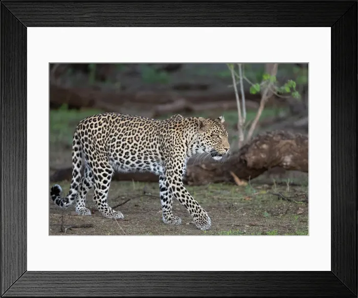 Framed Print : Leopard (Panthera pardus), Mashatu Game Reserve, Botswana, Africa Framed Print : Leopard (Panthera pardus), Mashatu Game Reserve, Botswana, Africa