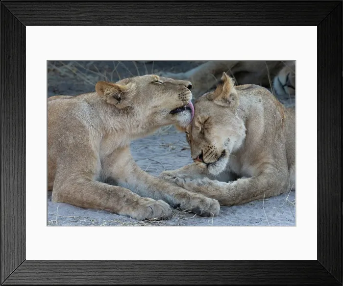 Framed Print : Lions (Panthera leo) grooming, Chobe National Park, Botswana, Africa Framed Print : Lions (Panthera leo) grooming, Chobe National Park, Botswana, Africa
