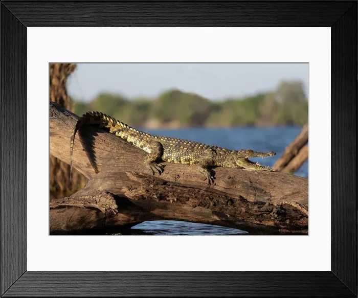 Framed Print : Nile crocodile (Crocodylus niloticus), Chobe River, Botswana, Africa Framed Print : Nile crocodile (Crocodylus niloticus), Chobe River, Botswana, Africa