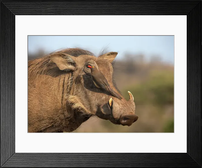 Framed Print : Redbilled oxpecker (Buphagus erythrorynchus) on warthog (Phacochoerus africanus), Zimanga game reserve, South Africa, Africa