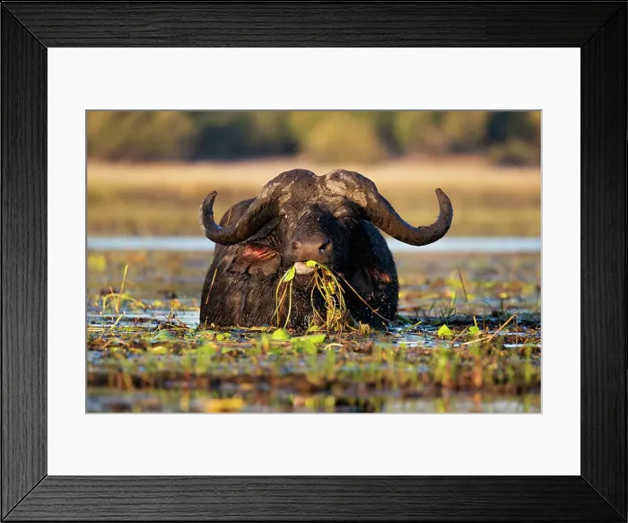 Framed Print : Cape buffalo (Syncerus caffer) feeding in river, Chobe National Park, Botswana, Africa Framed Print : Cape buffalo (Syncerus caffer) feeding in river, Chobe National Park, Botswana, Africa