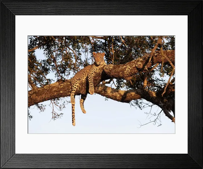 Framed Print : Leopard (Panthera pardus), Zimanga private game reserve, KwaZulu-Natal, South Africa Framed Print : Leopard (Panthera pardus), Zimanga private game reserve, KwaZulu-Natal, South Africa