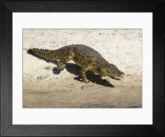Framed Print : Nile crocodile (Crocodylus niloticus), Chobe River, Botswana, Africa Framed Print : Nile crocodile (Crocodylus niloticus), Chobe River, Botswana, Africa