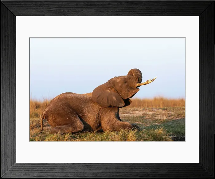 Framed Print : African elephant (Loxodonta africana), Chobe National Park, Botswana, Africa Framed Print : African elephant (Loxodonta africana), Chobe National Park, Botswana, Africa