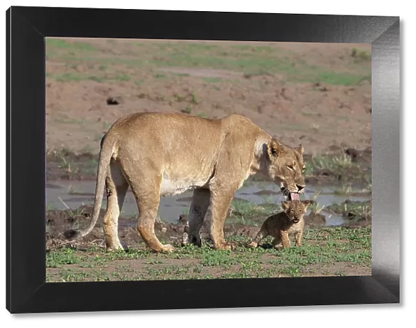 Lioness (Panthera leo) with cub, Mashatu Game Reserve, Botswana, Africa