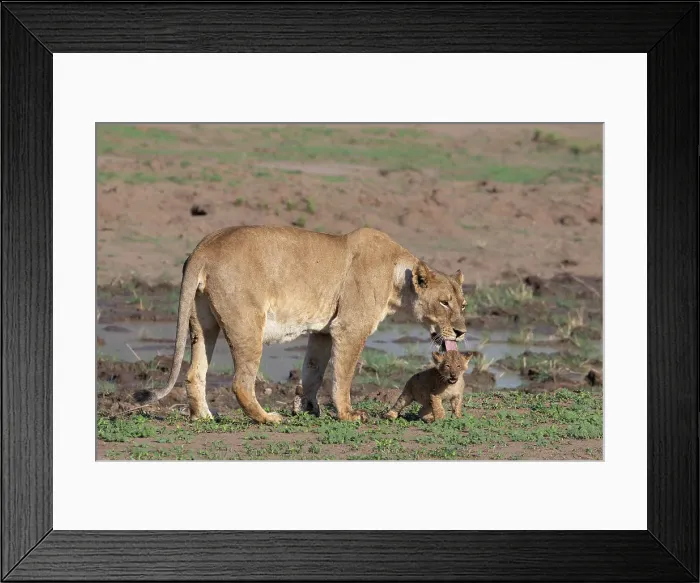 Framed Print : Lioness (Panthera leo) with cub, Mashatu Game Reserve, Botswana, Africa Framed Print : Lioness (Panthera leo) with cub, Mashatu Game Reserve, Botswana, Africa