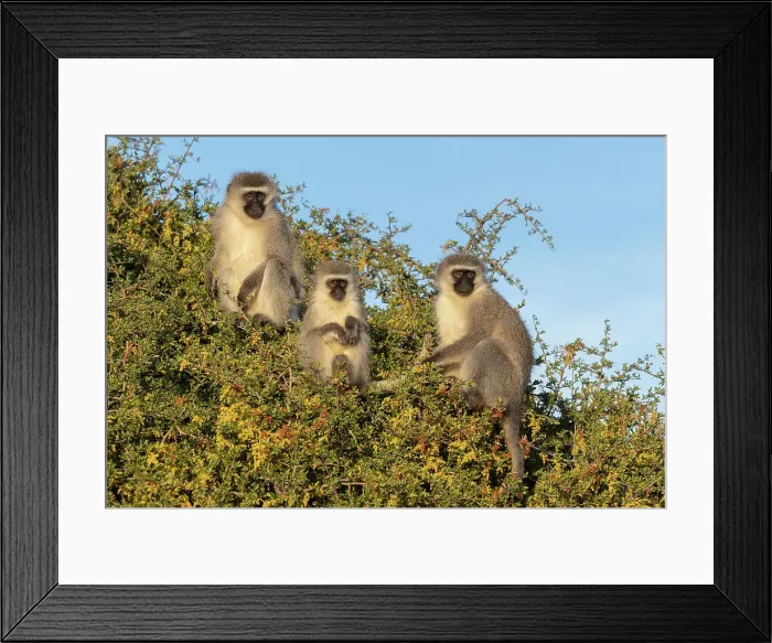 Framed Print : Vervet monkeys (Chlorocebus pygerythrus), Mountain Zebra National Park, Eastern Cape, South Africa, Africa