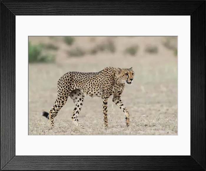 Framed Print : Cheetah (Acinonyx jubatus), Kgalagadi Transfrontier Park, Northern Cape, South Africa, Africa Framed Print : Cheetah (Acinonyx jubatus), Kgalagadi Transfrontier Park, Northern Cape, South Africa, Africa