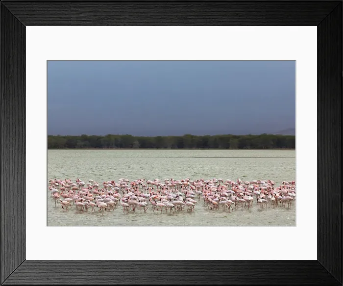 Framed Print : Lesser flamingoes (Phoeniconaias minor), Amboseli National Park, Kenya, East Africa, Africa Framed Print : Lesser flamingoes (Phoeniconaias minor), Amboseli National Park, Kenya, East Africa, Africa
