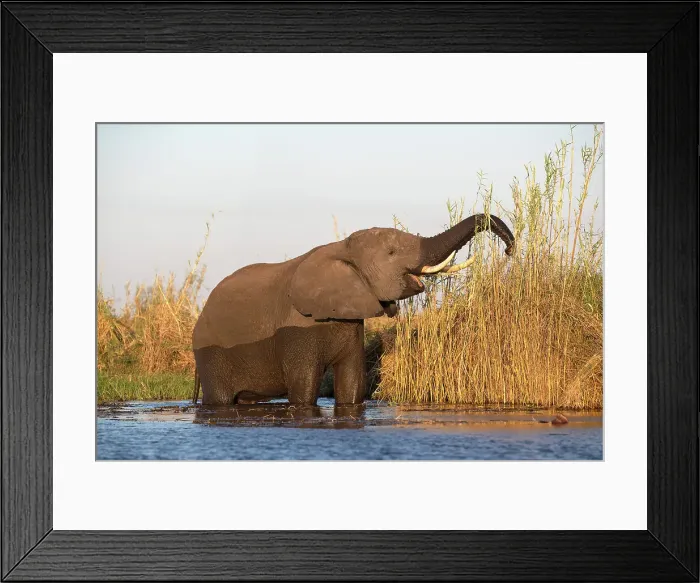 Framed Print : African elephant (Loxodonta africana) feeding, Chobe National Park, Botswana, Africa Framed Print : African elephant (Loxodonta africana) feeding, Chobe National Park, Botswana, Africa