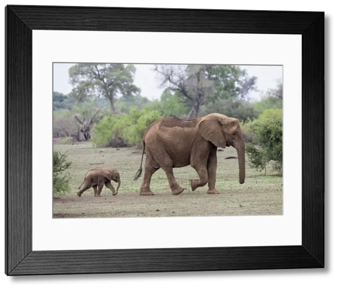 Framed Print : African elephant (Loxodonta africana) with calf, Mashatu Game Reserve, Botswana, Africa Framed Print : African elephant (Loxodonta africana) with calf, Mashatu Game Reserve, Botswana, Africa