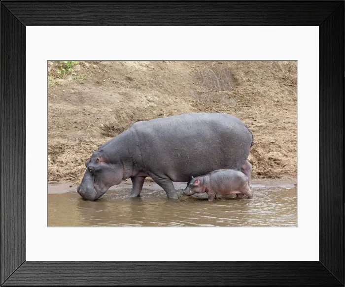 Framed Print : Hippo (Hippopotamus amphibius) with calf, Mara River, Masai Mara, Kenya, East Africa, Africa Framed Print : Hippo (Hippopotamus amphibius) with calf, Mara River, Masai Mara, Kenya, East Africa, Africa