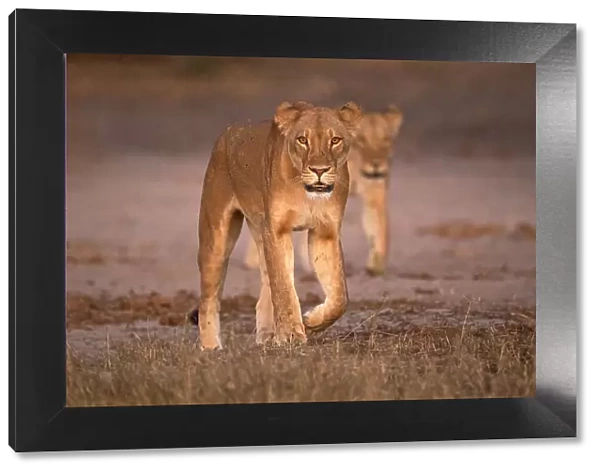 Lions (Panthera leo), Chobe National Park, Botswana, Africa