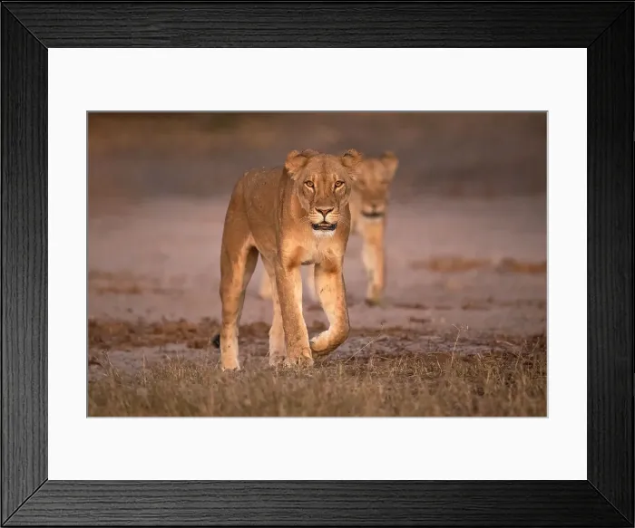 Framed Print : Lions (Panthera leo), Chobe National Park, Botswana, Africa Framed Print : Lions (Panthera leo), Chobe National Park, Botswana, Africa