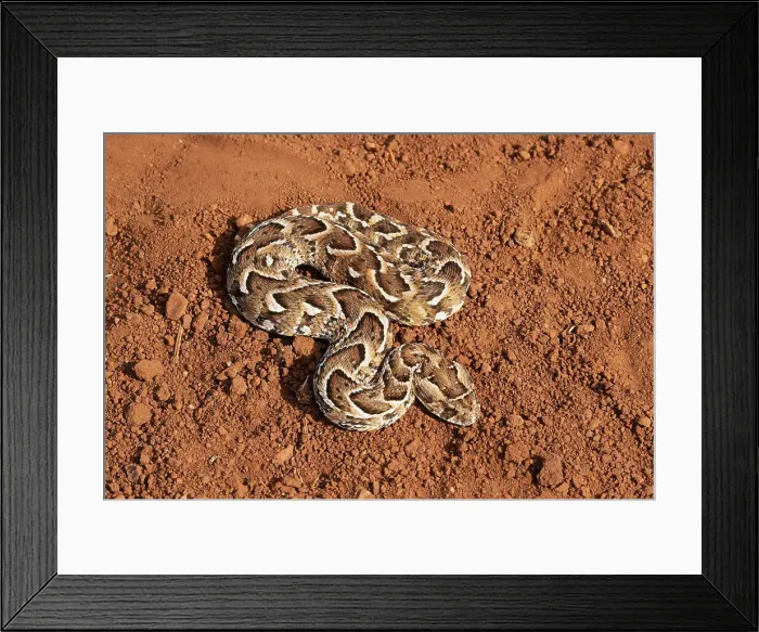 Framed Print : Puff adder (Bitis arietans), Zimanga Game Reserve, KwaZulu-Natal, South Africa, Africa Framed Print : Puff adder (Bitis arietans), Zimanga Game Reserve, KwaZulu-Natal, South Africa, Africa