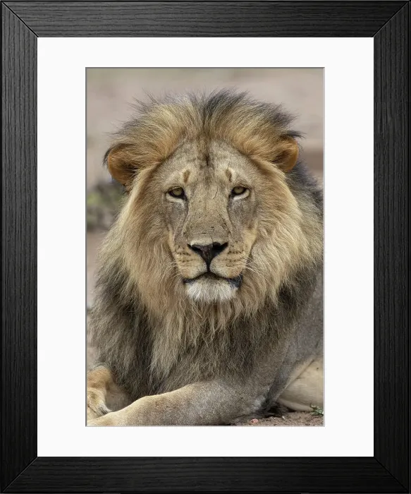 Framed Print : Lion (Panthera leo), Mashatu Game Reserve, Botswana, Africa Framed Print : Lion (Panthera leo), Mashatu Game Reserve, Botswana, Africa