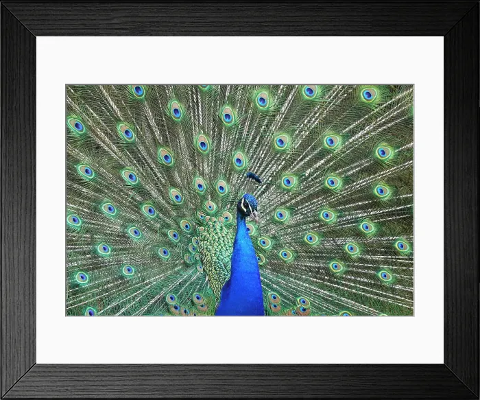 Framed Print : Peacock in the gardens of Schloss Ambras, a Renaissance castle and palace located in the hills above Innsbruck, Austria, Europe Framed Print : Peacock in the gardens of Schloss Ambras, a Renaissance castle and palace located in the hills above Innsbruck, Austria, Europe