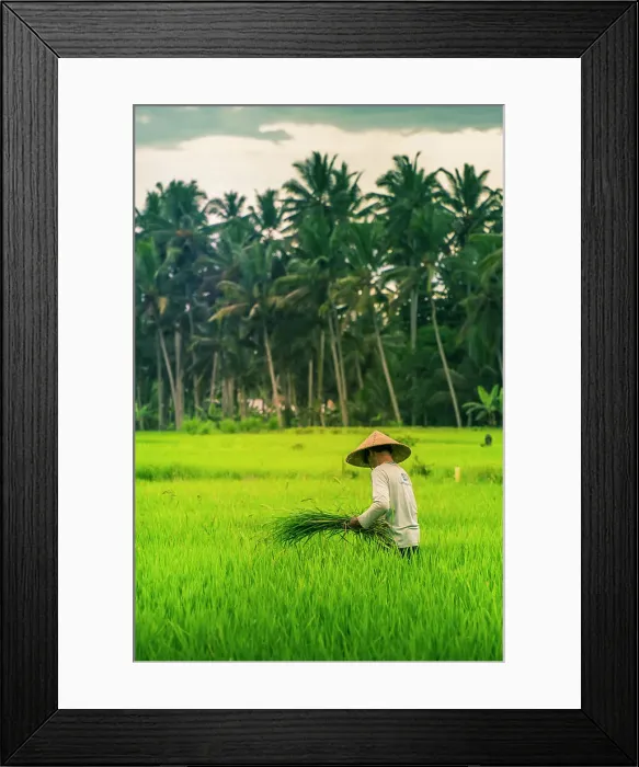 Framed Print : View of a Balinese wearing a typical conical hat working in the paddy fields, Sidemen, Kabupaten Karangasem, Bali, Indonesia, South East Asia, Asia Framed Print : View of a Balinese wearing a typical conical hat working in the paddy fields, Sidemen, Kabupaten Karangasem, Bali, Indonesia, South East Asia, Asia