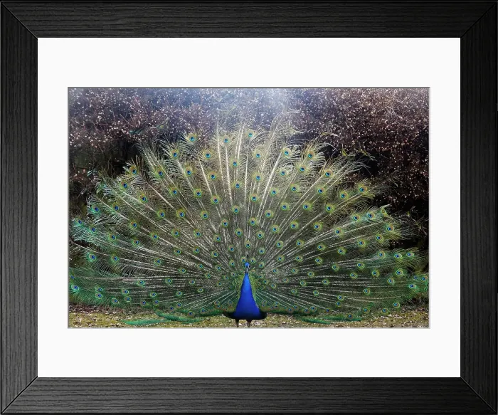 Framed Print : Peacock in the gardens of Schloss Ambras, a Renaissance castle and palace located in the hills above Innsbruck, Austria, Europe Framed Print : Peacock in the gardens of Schloss Ambras, a Renaissance castle and palace located in the hills above Innsbruck, Austria, Europe