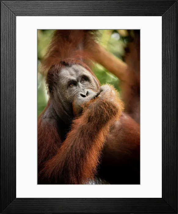 Framed Print : Orangutan at Semenggoh Wildlife Rehabilitation Center, Sarawak, Borneo, Malaysia, Southeast Asia, Asia Framed Print : Orangutan at Semenggoh Wildlife Rehabilitation Center, Sarawak, Borneo, Malaysia, Southeast Asia, Asia