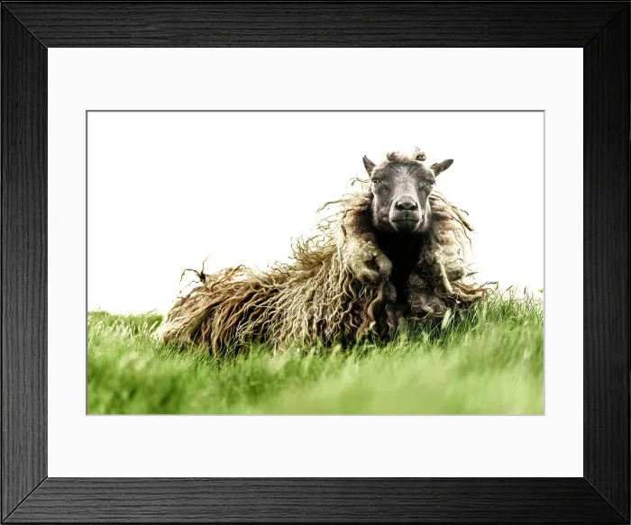 Framed Print : Portrait of a sheep on green meadows, Faroe Islands, Denmark, Europe Framed Print : Portrait of a sheep on green meadows, Faroe Islands, Denmark, Europe