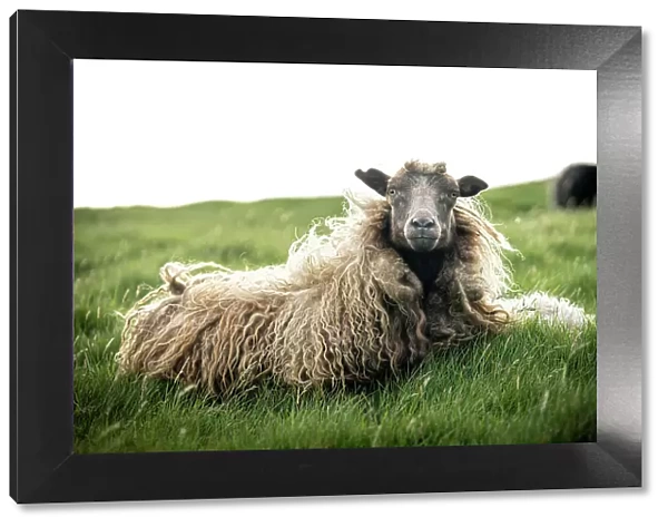 Close-up of single sheep on grass, Faroe Islands, Denmark, Europe