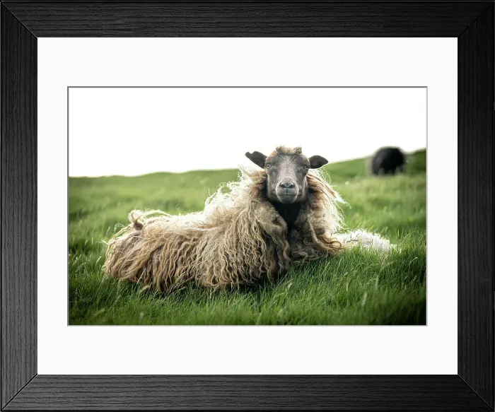 Framed Print : Close-up of single sheep on grass, Faroe Islands, Denmark, Europe Framed Print : Close-up of single sheep on grass, Faroe Islands, Denmark, Europe