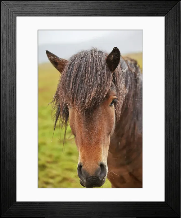 Framed Print : An Icelandic pony, in countryside near the town of Grundarfjordur, on the Snaefellsnes peninsula, west coast of Iceland, Polar Regions Framed Print : An Icelandic pony, in countryside near the town of Grundarfjordur, on the Snaefellsnes peninsula, west coast of Iceland, Polar Regions