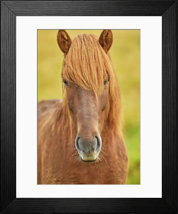 Framed Print : An Icelandic pony in countryside near the town of Stykkisholmur, Snaefellsnes peninsula, west coast of Iceland, Polar Regions Framed Print : An Icelandic pony in countryside near the town of Stykkisholmur, Snaefellsnes peninsula, west coast of Iceland, Polar Regions