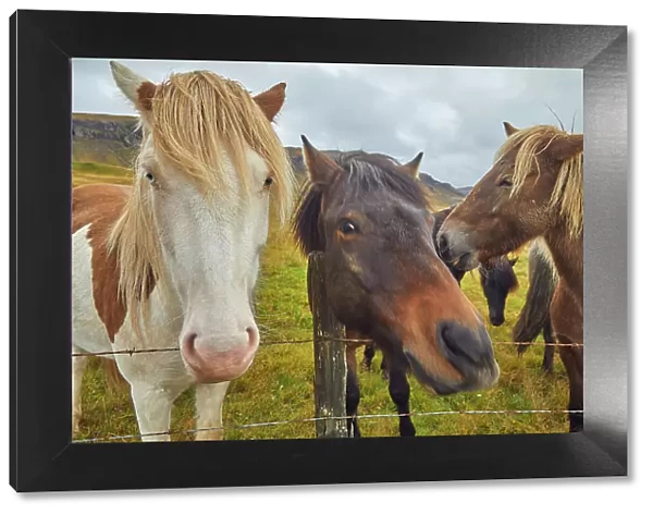 Icelandic ponies in countryside near the town of Stykkisholmur, Snaefellsnes peninsula, west coast of Iceland, Polar Regions