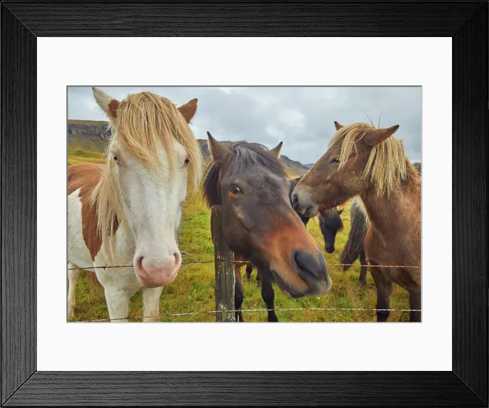 Framed Print : Icelandic ponies in countryside near the town of Stykkisholmur, Snaefellsnes peninsula, west coast of Iceland, Polar Regions Framed Print : Icelandic ponies in countryside near the town of Stykkisholmur, Snaefellsnes peninsula, west coast of Iceland, Polar Regions