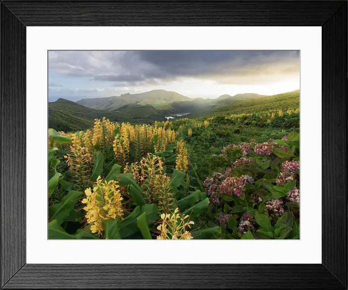 Framed Print : Countryside of Flores Island with many hydrangea and ginger lily flowers, Azores islands, Portugal, Atlantic, Europe Framed Print : Countryside of Flores Island with many hydrangea and ginger lily flowers, Azores islands, Portugal, Atlantic, Europe