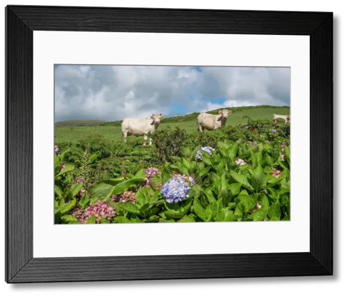 Framed Print : White cows looking at the camera with some hydrangea plants in the foreground, Flores island, Azores islands, Portugal, Atlantic, Europe Framed Print : White cows looking at the camera with some hydrangea plants in the foreground, Flores island, Azores islands, Portugal, Atlantic, Europe