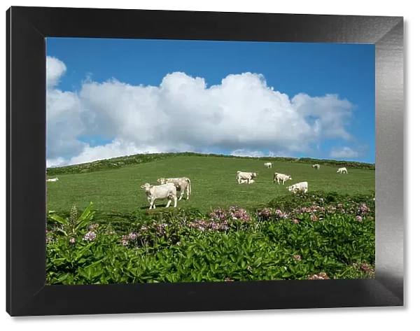 White cows grazing in a green field under a blue sky with white clouds and hydrangea plants in the foreground, Flores island, Azores islands, Portugal, Atlantic, Europe
